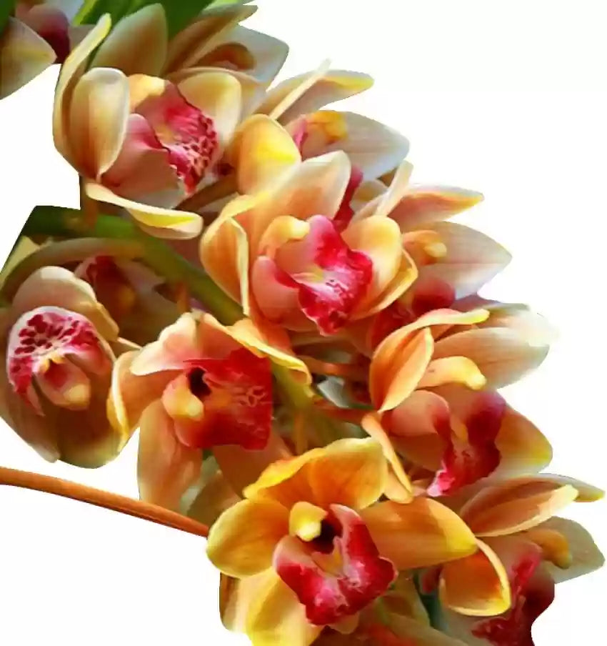 Cymbidium Maxillaria Goeringii Seeds For Planting - Mixed Variety Flower