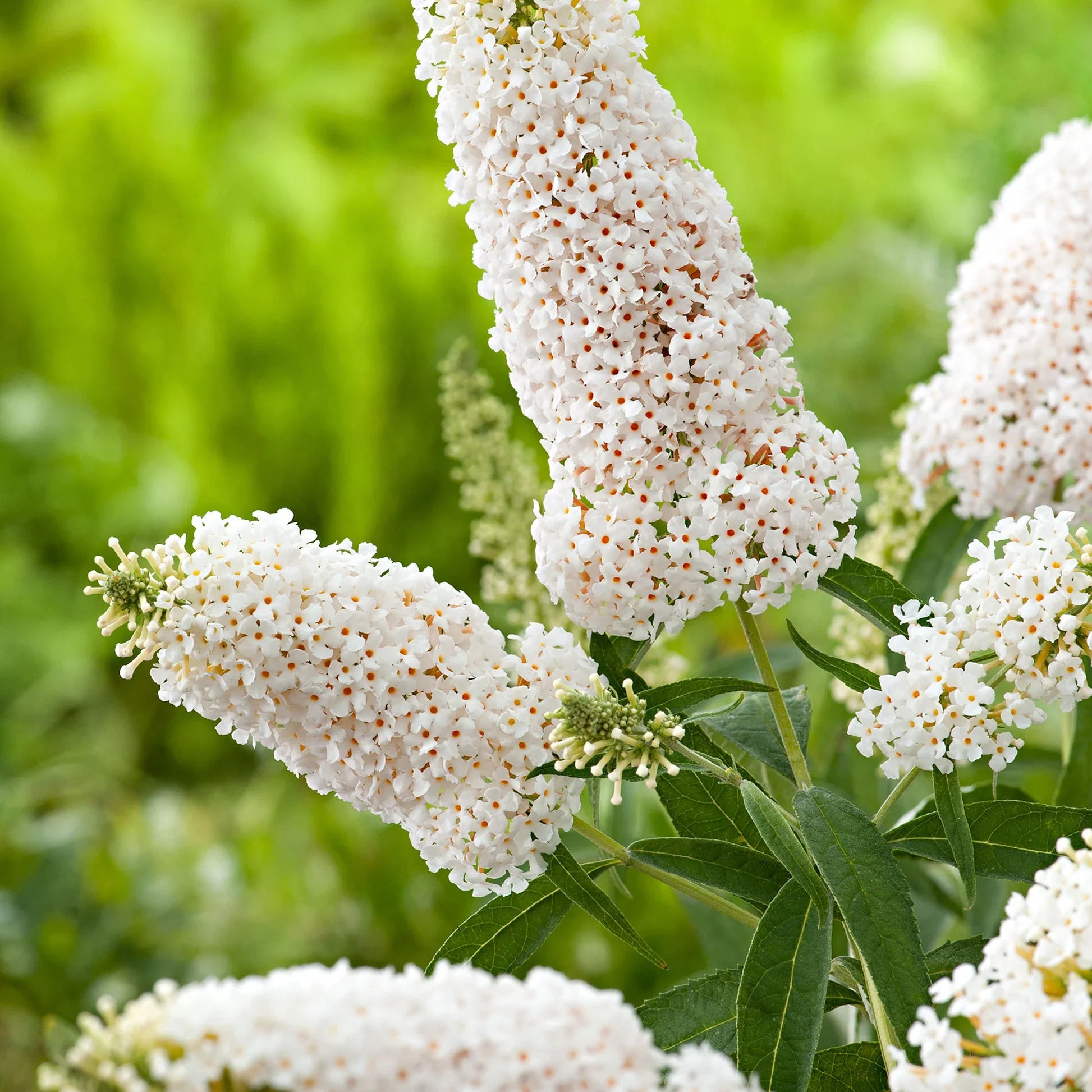 Buddleia Flower Seeds Planting White