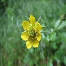 Yellow Moist Wetland Flower Seeds Planting