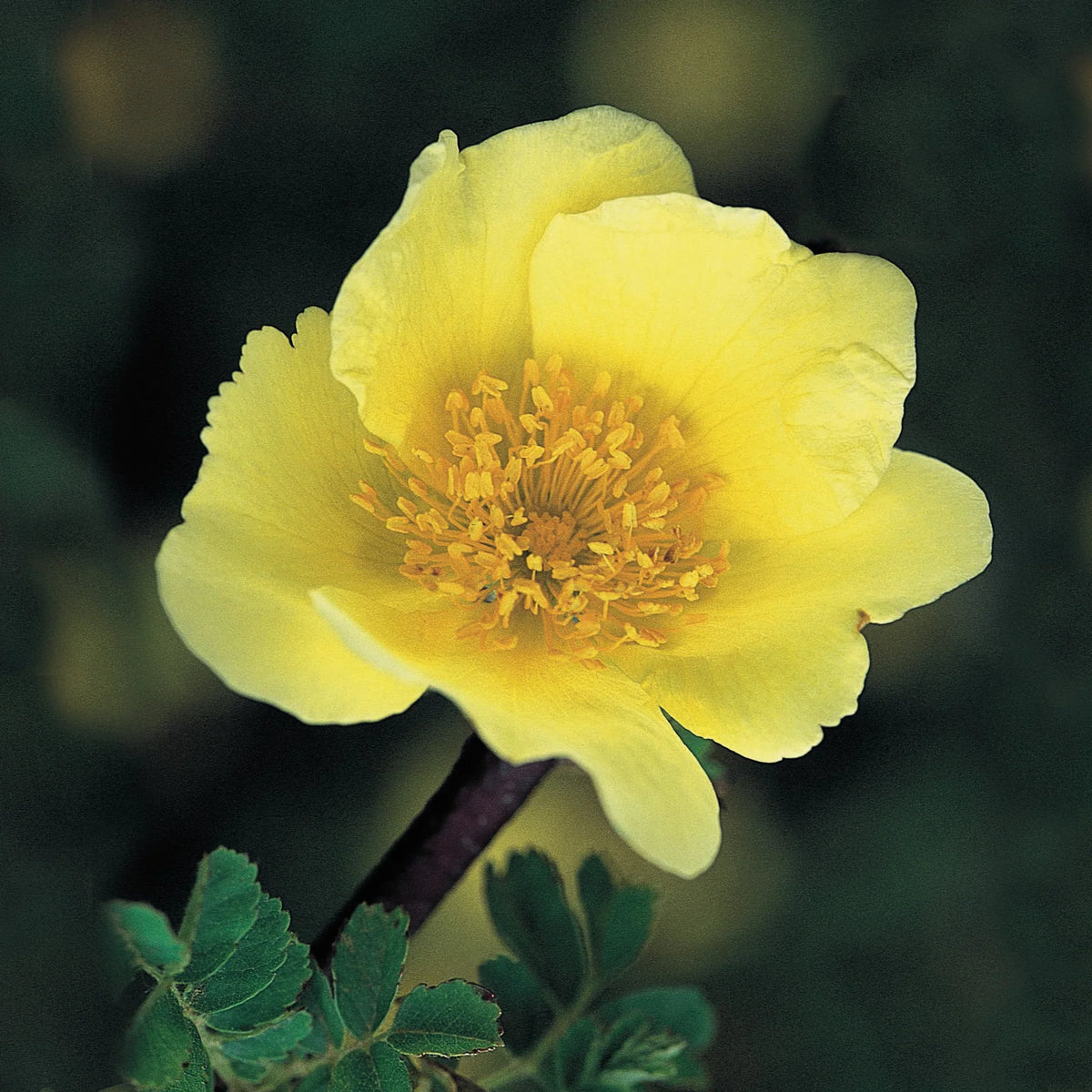 Xanthina (Xanthina Rose) seeds for planting in home garden