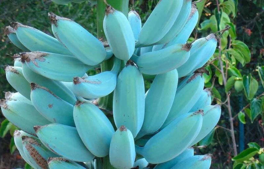 Blue Banana Fruit Seeds For Planting