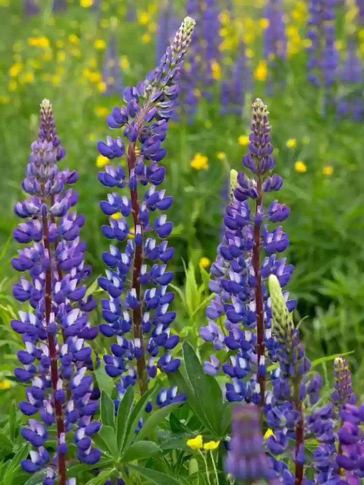 Blue Lupine Seeds For Planting Hardy Blooms