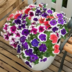 Semi di Petunia Multicolore Vibranti per una Piantagione Dinamica in Giardino