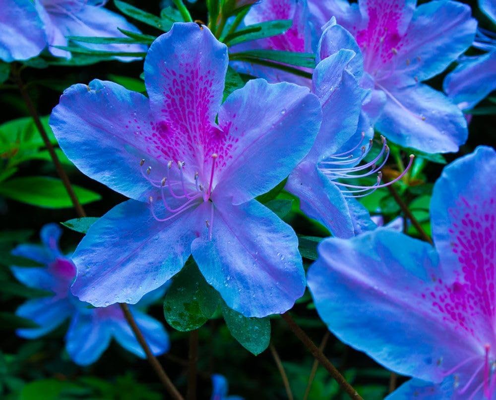 Blue Purple Azalea Flower Seeds For Planting