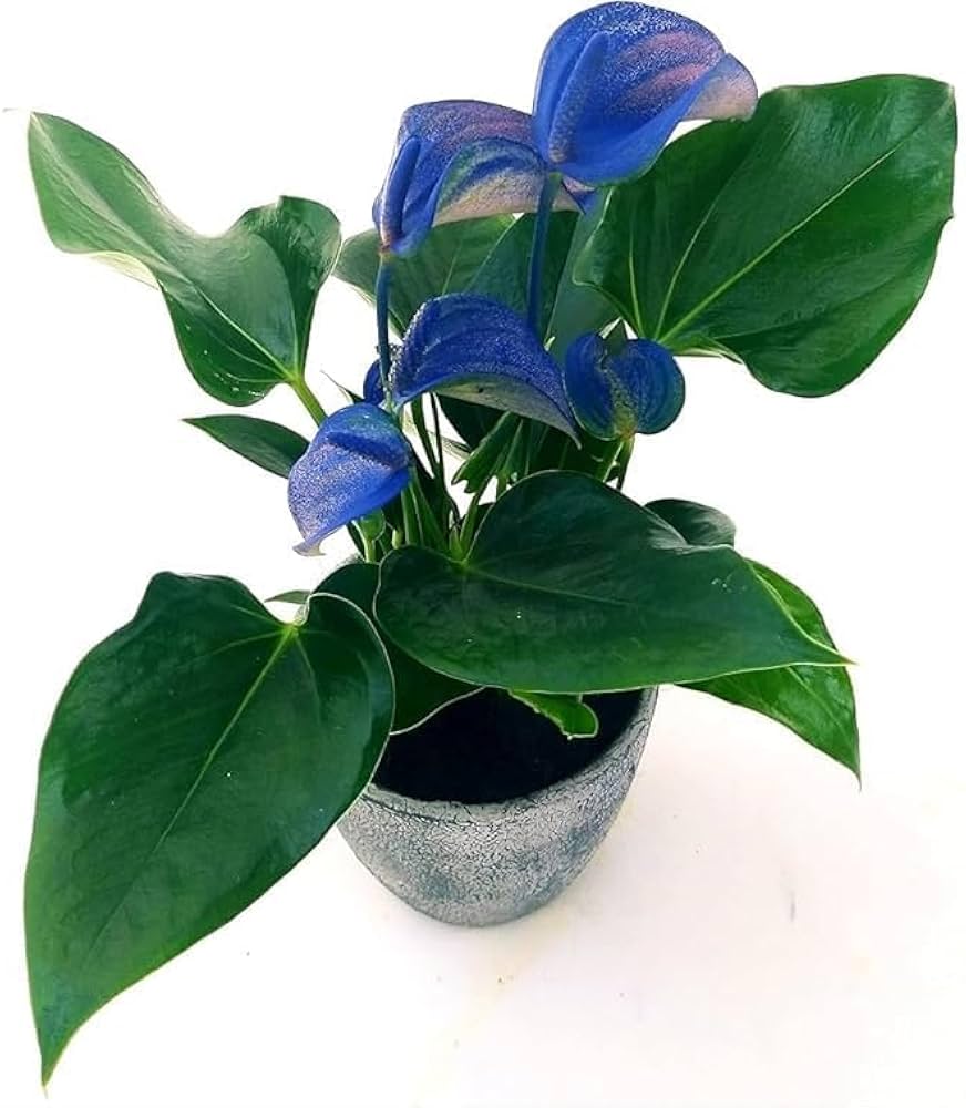 Anthurium Perennial Blue Seeds For Planting - Vibrant Blooms Flower