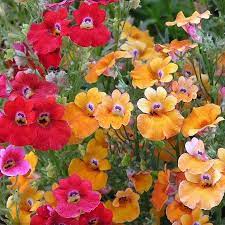 Festive Mixed Carnival Flower Seeds For Planting