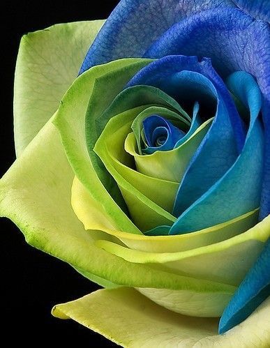 Blue Green Rose Flower Seeds For Planting