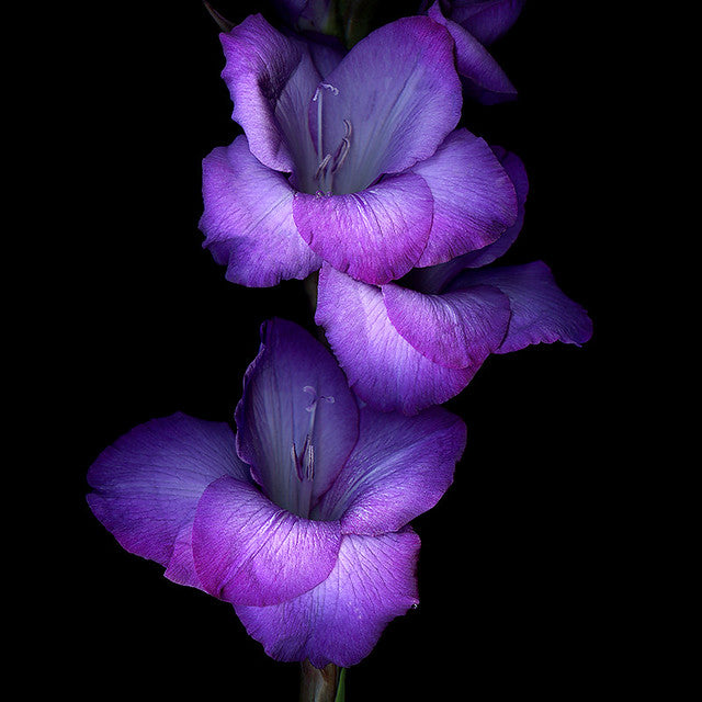 Vibrant Light Violet Gladiolus Flower Seeds For Planting