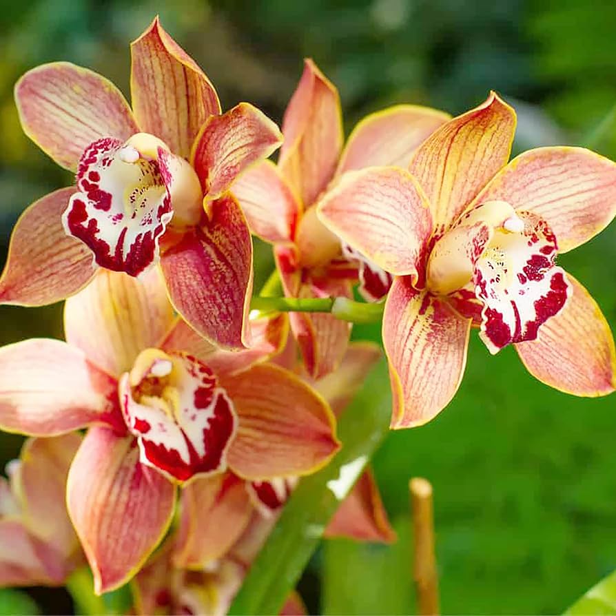 Cymbidium Maxillaria Goeringii Seeds For Planting - Mixed Variety Flower