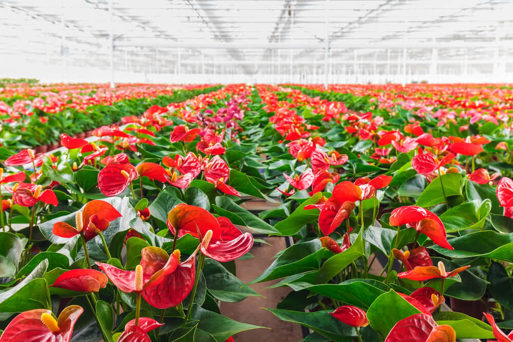 Anthurium Light Red Flower Seeds - Perfect for Easy Planting