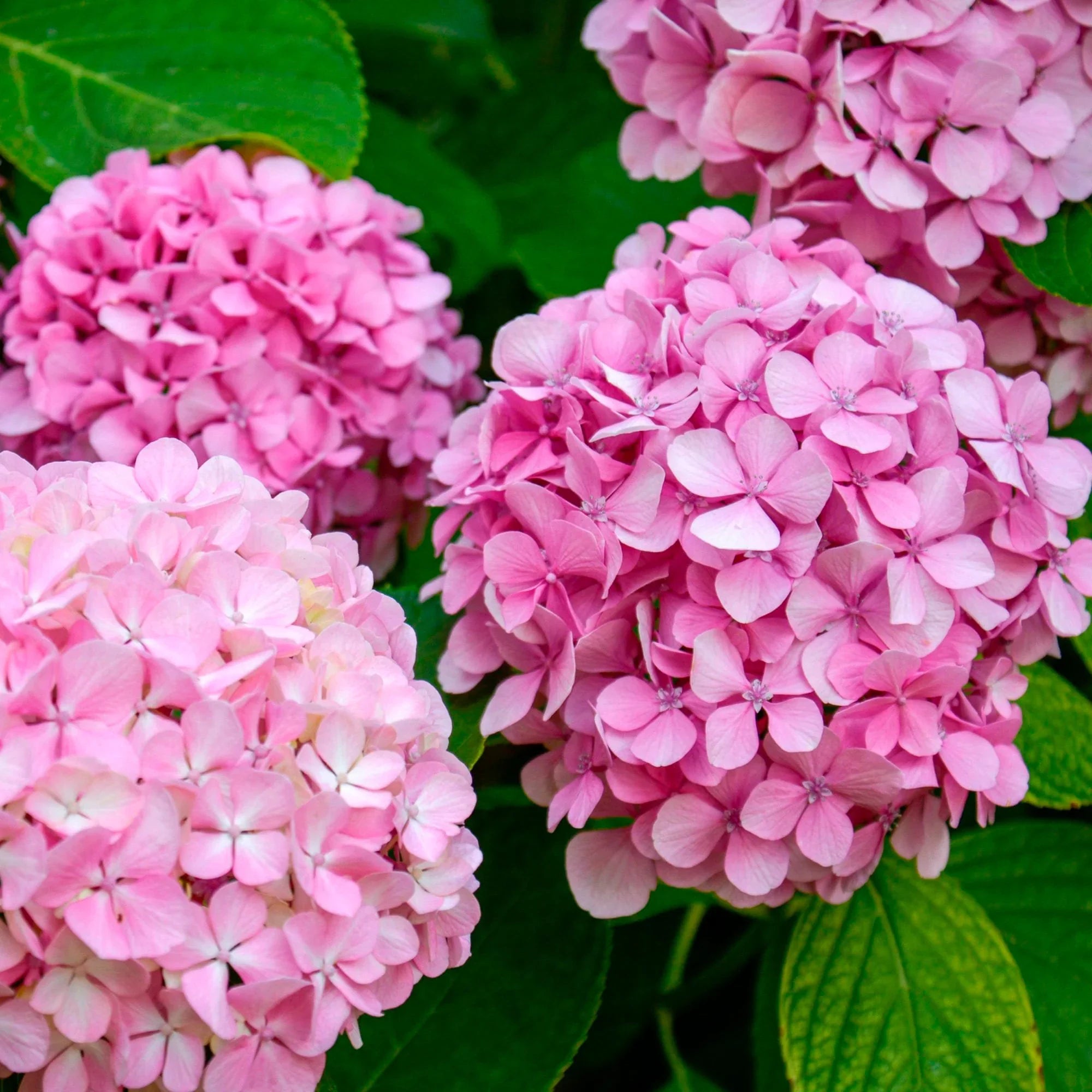 Pink Hydrangea Flower Seeds For Beautiful Garden Planting