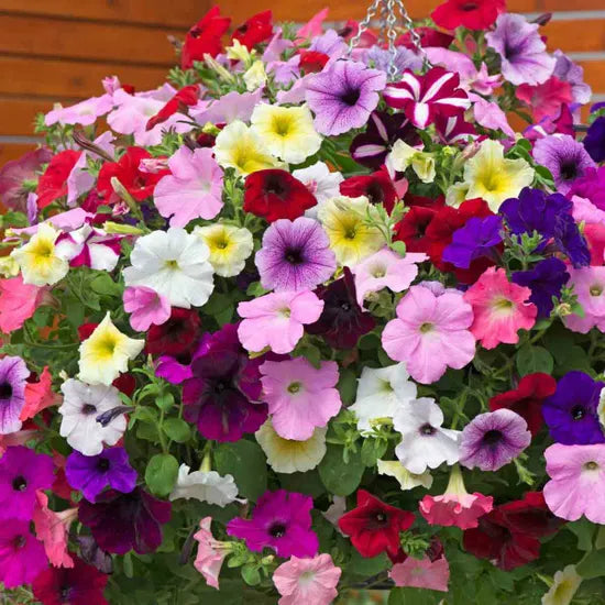 Hanging Petunia Flower Seeds For Planting Mixed