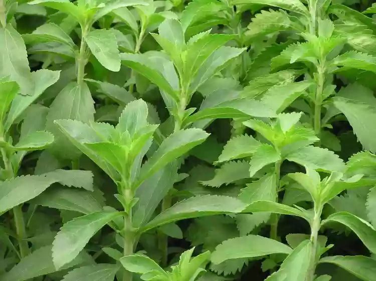 Sweet Stevia Plant Seeds For Easy Planting