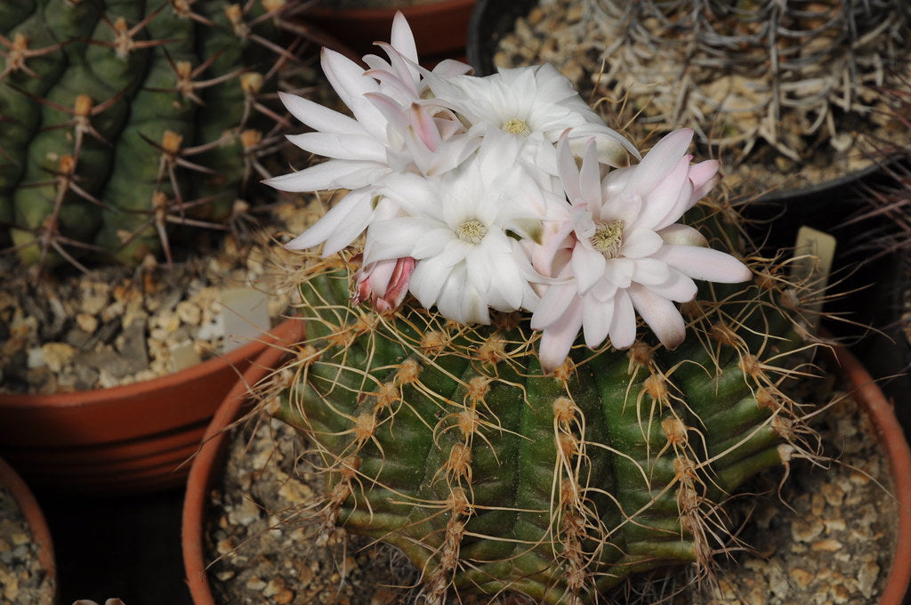 White Gymnocalycium Eurypleurum Flower seeds for Planting - Drought Tolerant, Heirloom & GMO Free Seeds for Home Garden
 
 Sale seeds for home garden