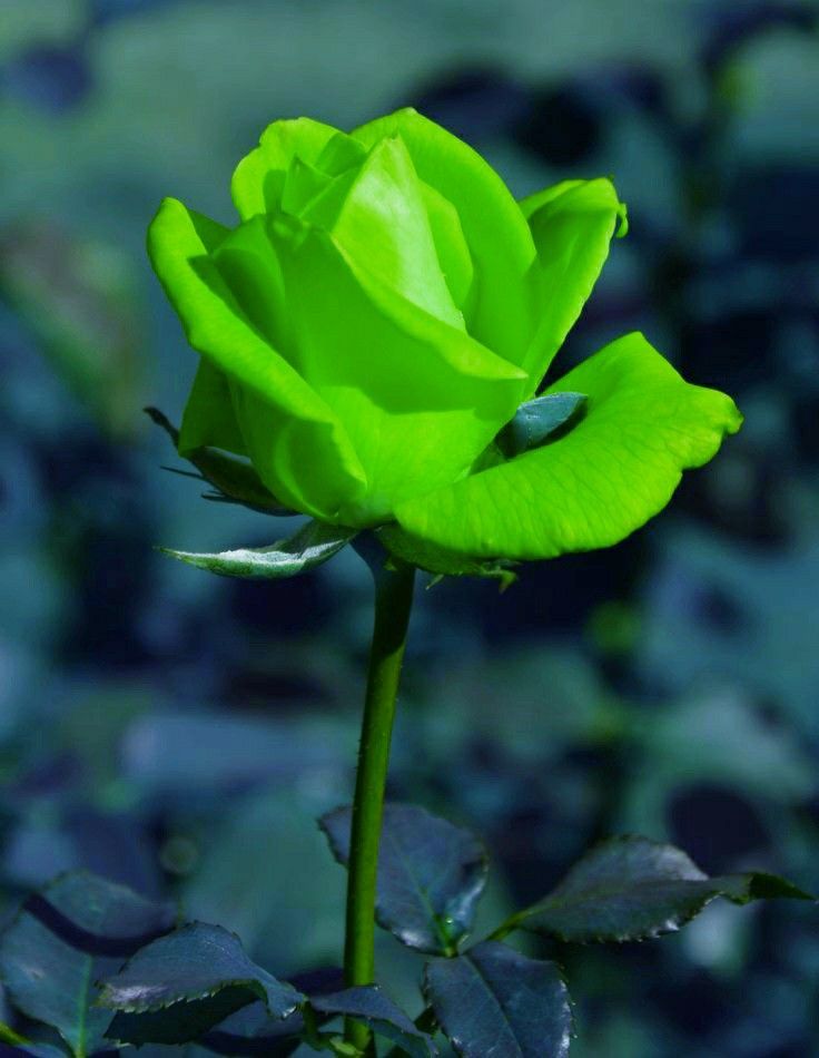 Green (Green Rose) seeds for planting in home garden