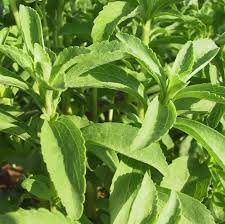 Sweet Stevia Plant Seeds For Easy Planting