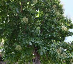 Majestic Tectona Grandis Tree Seeds For Planting Flower