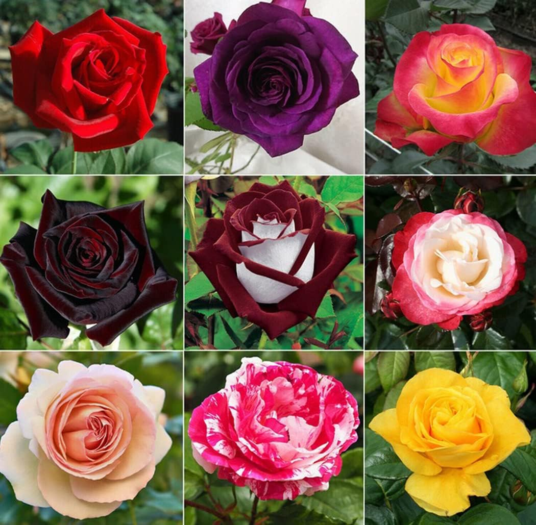 Rose Mixed Colours Seeds For Garden Planting Flower