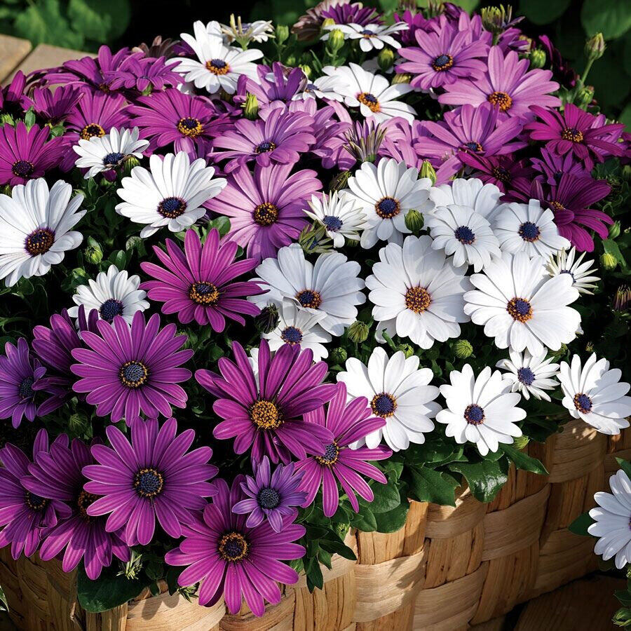Osteospermum (Osteospermum Flower) seeds for planting in home garden