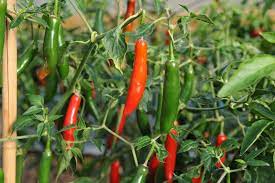 Serrano Pepper Vegetable Planting - Seeds For Spicy Flavor And Garden Freshness