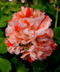 Geranium Red White Seeds For Planting - Brighten Your Garden