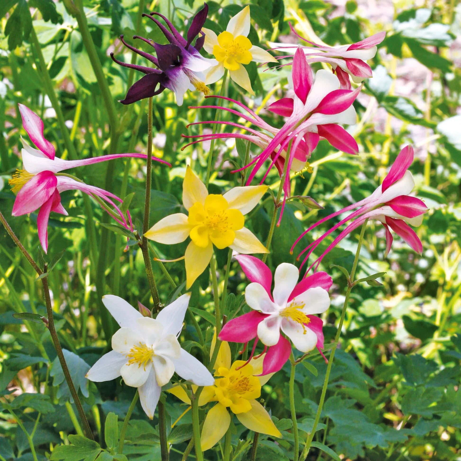 Mixed Colors Mckana’s Giant Columbine Seeds For Vibrant Flower Planting