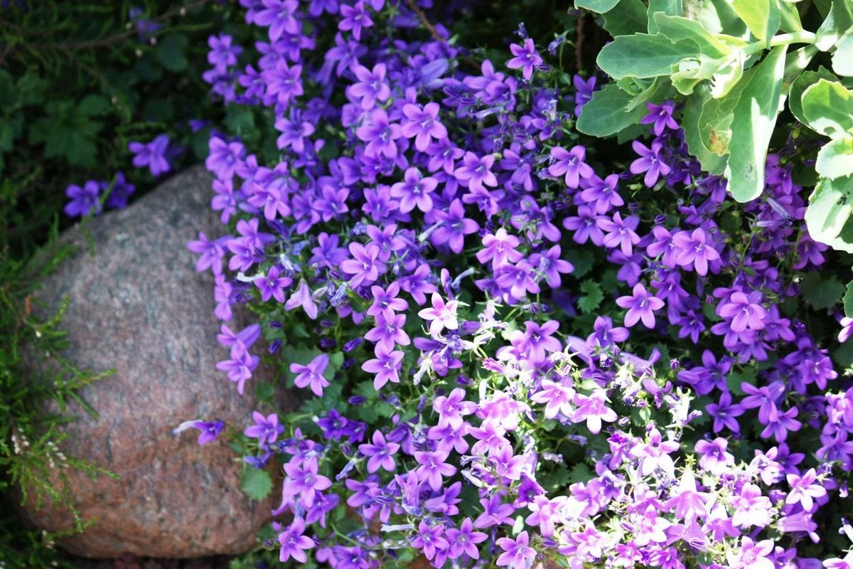 Violet Aubrieta Flower Seeds For Easy Planting