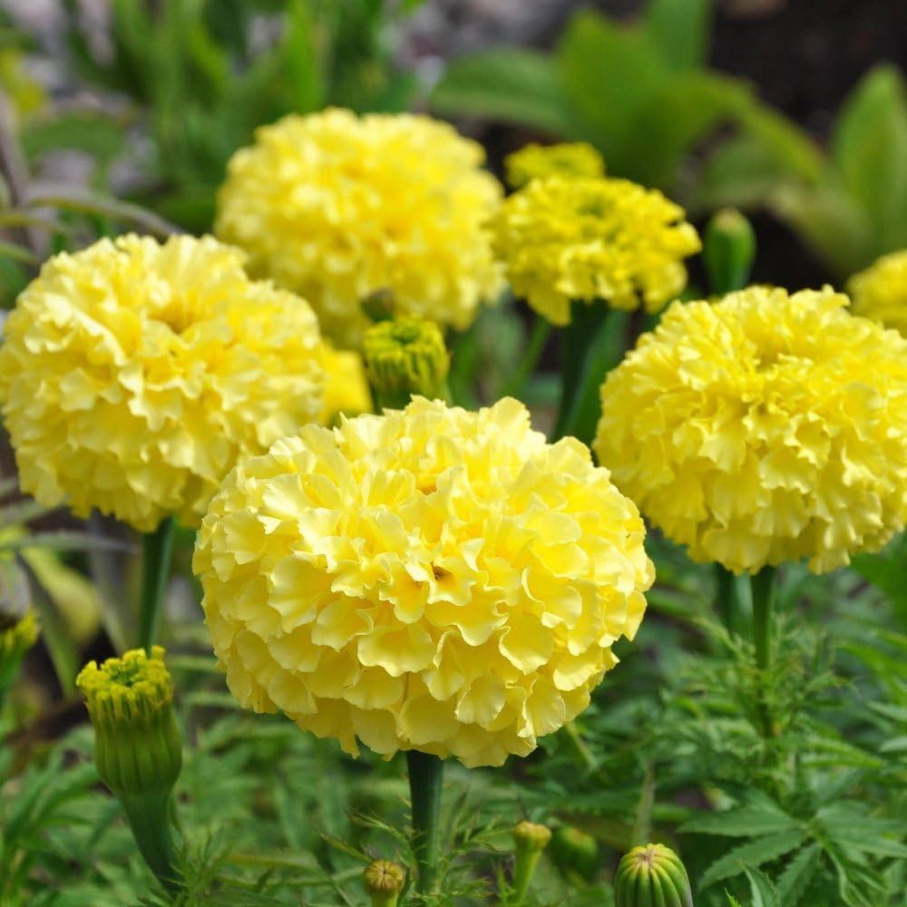 Mexican Marigold Flower seeds for Planting Seasonal Bloomer Heirloom & GMO Free Seeds for Home Garden 
 
 Sale seeds for home garden planting