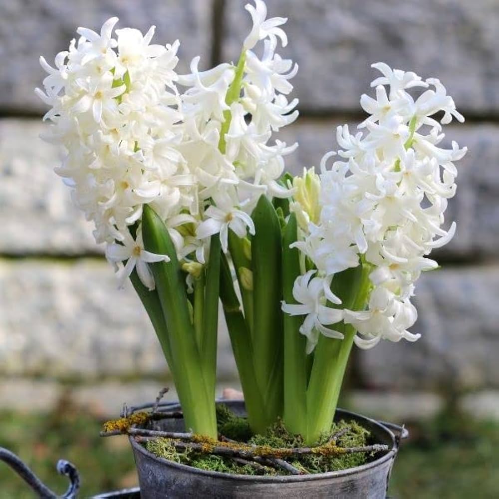 White Hyacinthus Orientalis Flower seeds for Planting Low Maintenance Heirloom & GMO Free Seeds for Home Garden
 
 Sale seeds for home garden planting