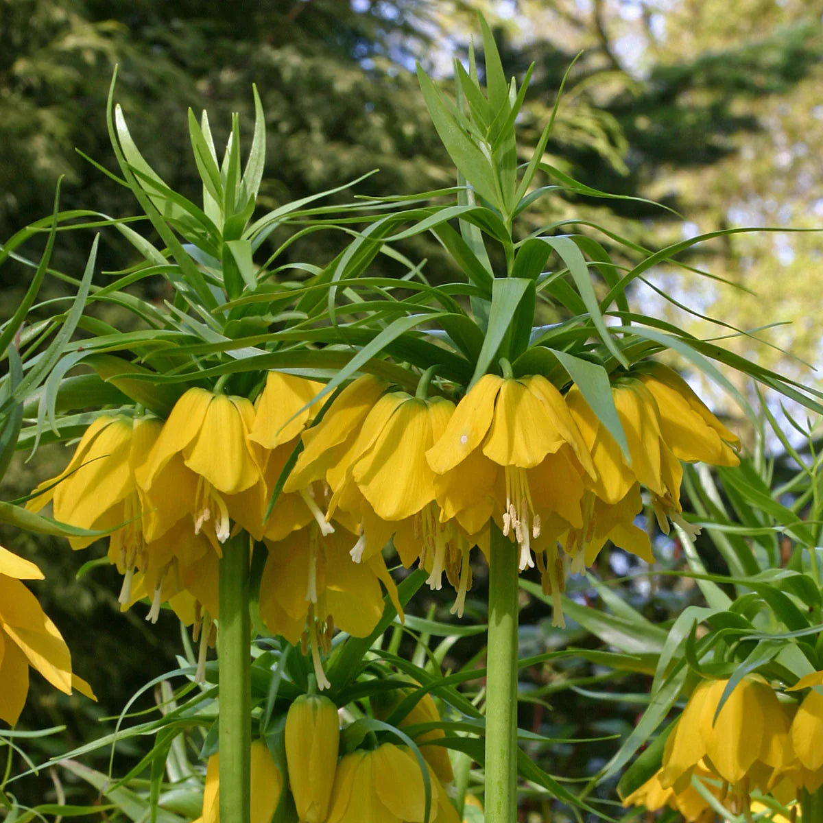 Yellow Fritillaria Imperialis Flower seeds for Planting Premium Quality Heirloom & GMO Free Seeds for Home Garden 
 
 Sale seeds for home garden planting
