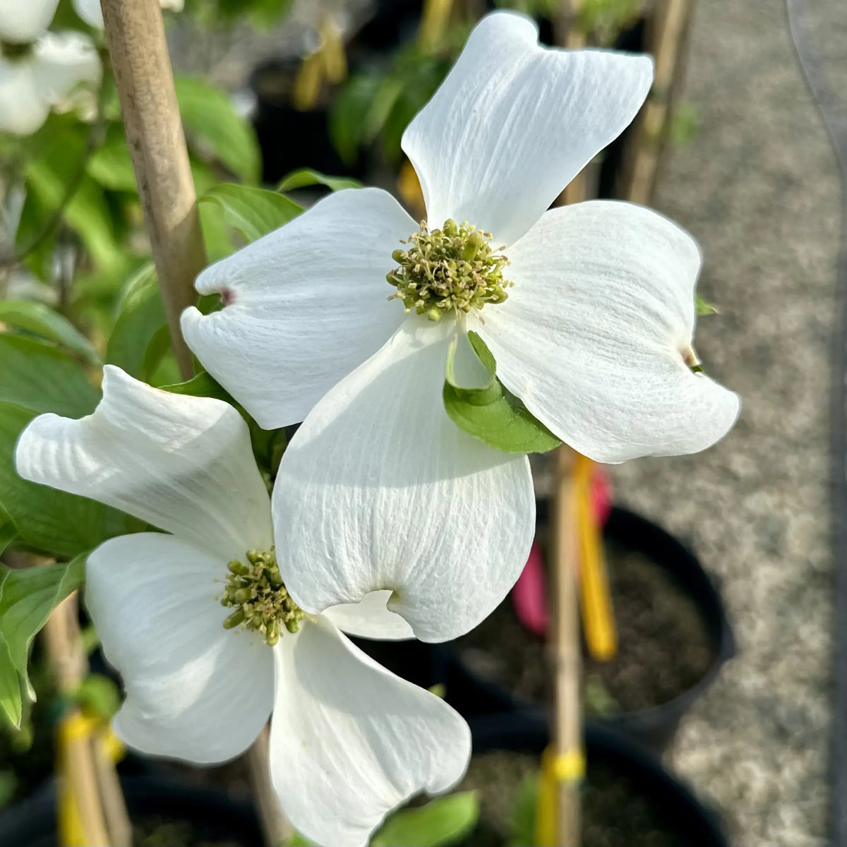 Cornus Florida Flower seeds for Planting Cottage Garden Essential Heirloom & GMO Free Seeds for Home Garden
 
 Sale seeds for home garden planting