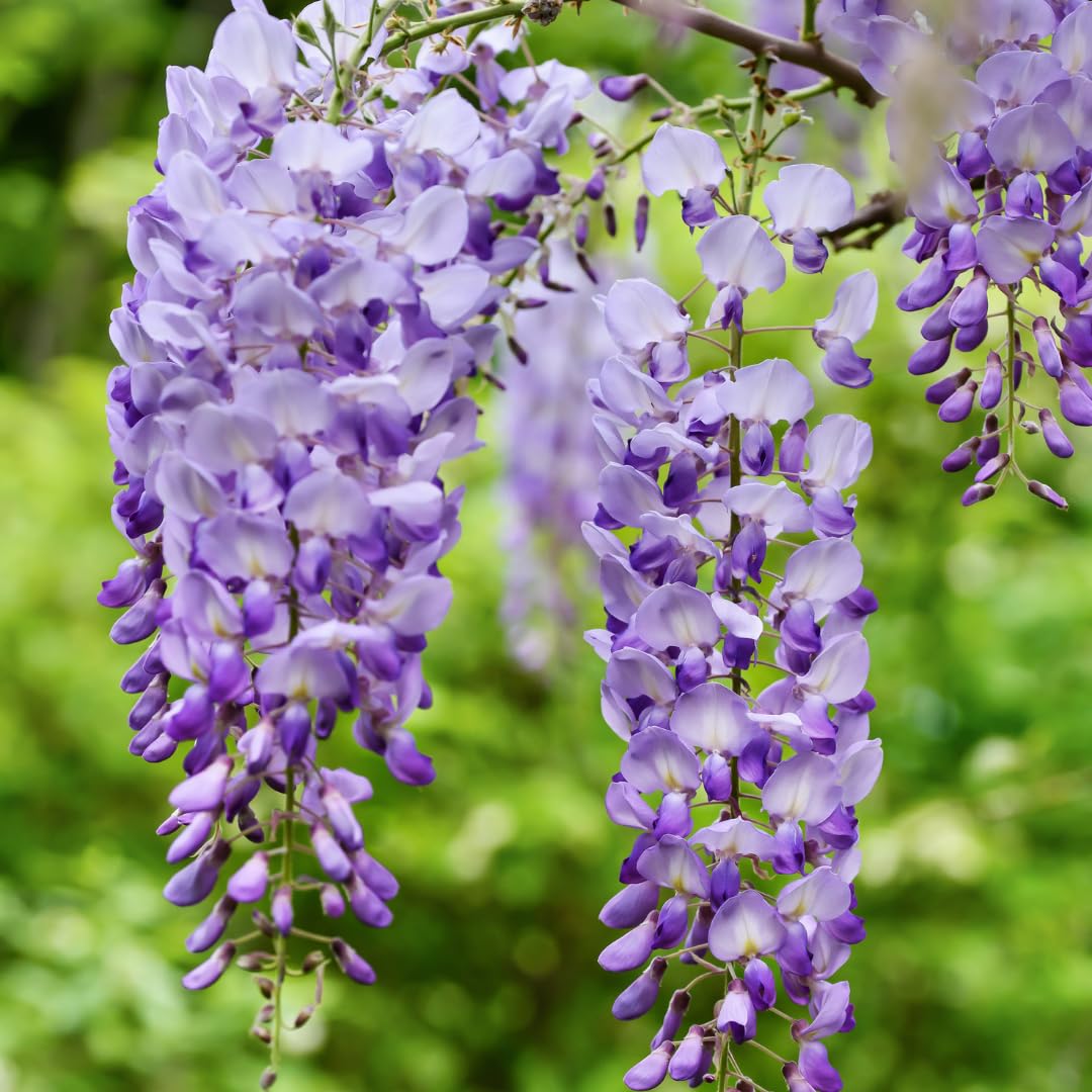Wisteria Flower seeds for Planting Wildflower Mix Heirloom & GMO Free Seeds for Home Garden 
 
 Sale for planting in home garden