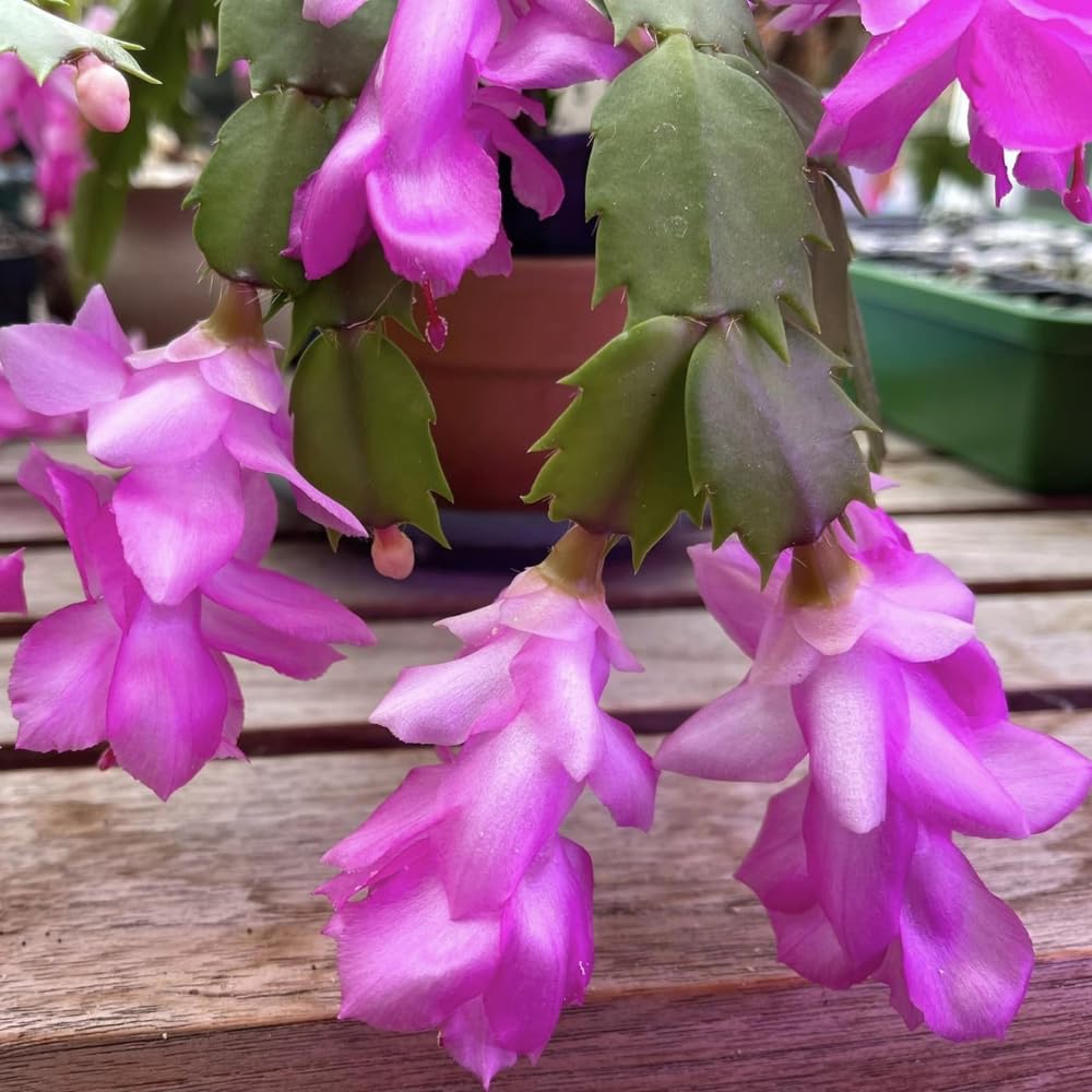 Lavender Schlumbergera Flower seeds for Planting Hardy Variety Heirloom & GMO Free Seeds for Home Garden 
 
 Sale seeds for home garden planting