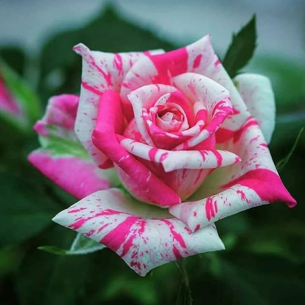 Rose Flower seeds for Planting Colorful Display Heirloom & GMO Free Seeds for Home Garden 
 
 Sale seeds for home garden planting