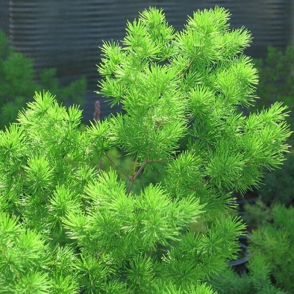 Myriocladus Flower seeds for Planting Drought Tolerant Heirloom & GMO Free Seeds for Home Garden 
 
 Sale for planting in home garden