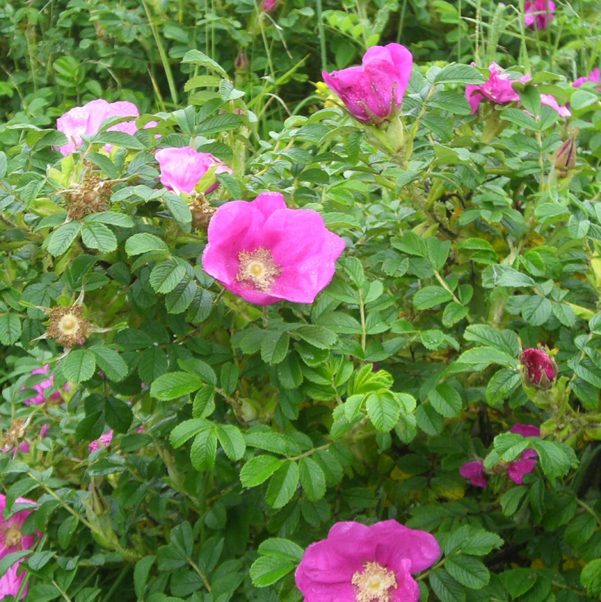 Pink Rugosa Flower seeds for Planting Garden Favorite Heirloom & GMO Free Seeds for Home Garden
 
 Sale seeds for home garden planting