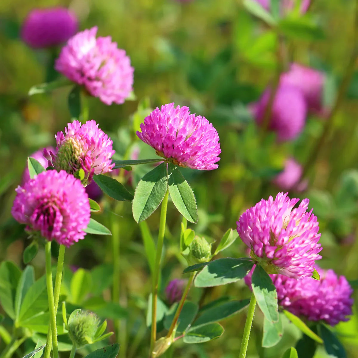 Pink Clover Flower seeds for Planting - Premium Quality, Heirloom & GMO Free Seeds for Home Garden
 
 Sale for planting in home garden