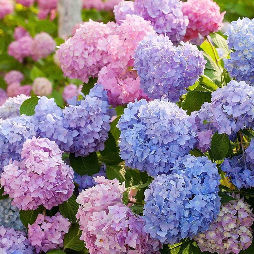 Mixed Hydrangea Flower seeds for Planting Perfect for Borders Heirloom & GMO Free Seeds for Home Garden 
 
 Sale seeds for home garden planting