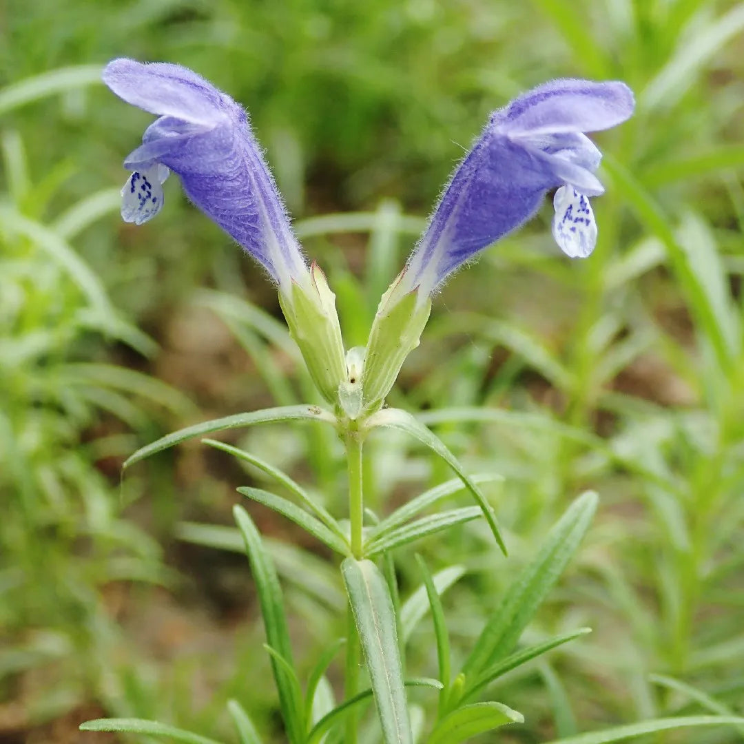 Dracocephalum Flower seeds for Planting Easy to Grow Heirloom & GMO Free Seeds for Home Garden 
 
 Sale seeds for home garden planting