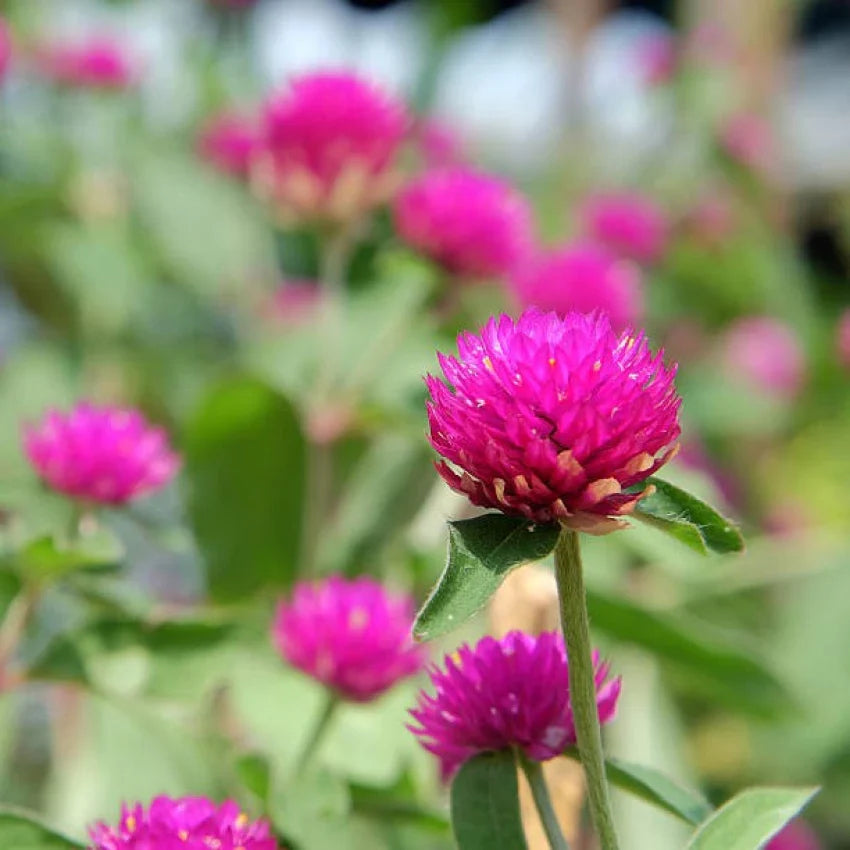 Gomphrena Flower seeds for Planting Fragrant Blossoms Heirloom & GMO Free Seeds for Home Garden 
 
 Sale seeds for home garden planting