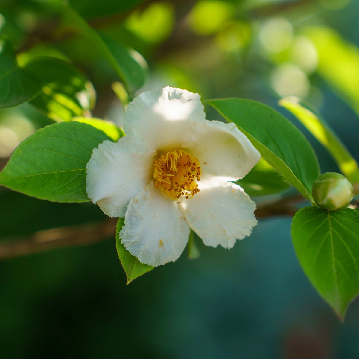 White Stewartia Flower seeds for Planting - Fragrant Blossoms, Heirloom & GMO Free Seeds for Home Garden
 
 Sale for planting in home garden