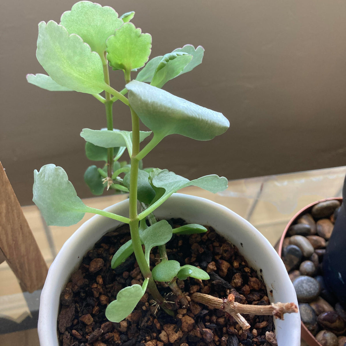 Light Green Kalanchoe Flower seeds for Planting - Garden Favorite, Heirloom & GMO Free Seeds for Home Garden
 
 Sale for planting in home garden