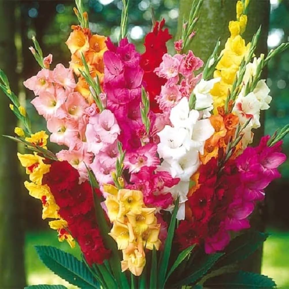 Perennial Gladiolus Flower seeds for Planting Bright Blooms Heirloom & GMO Free Seeds for Home Garden 
 
 Sale seeds for home garden planting