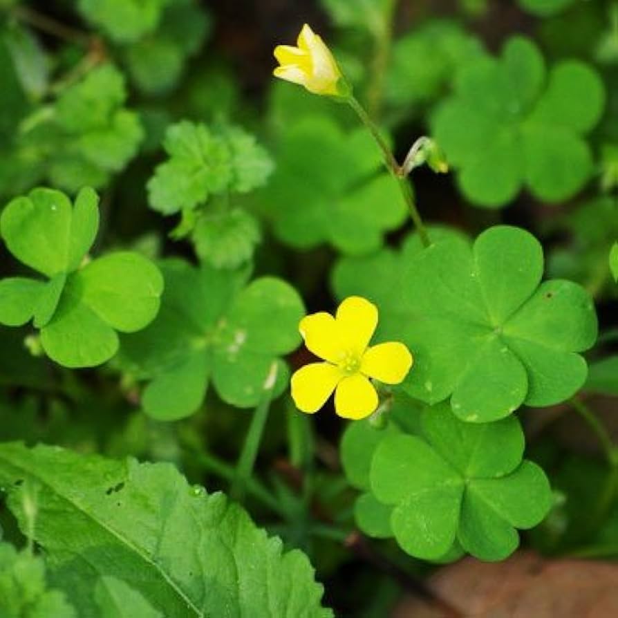 Green Leaf Clover Flower seeds for Planting Colorful Display Heirloom & GMO Free Seeds for Home Garden 
 
 Sale seeds for home garden planting