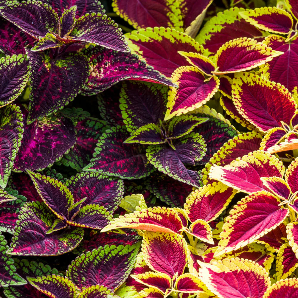 Coleus Multi-Colored Flower seeds for Planting - Garden Favorite, Heirloom & GMO Free Seeds for Home Garden
 
 Sale seeds for home garden