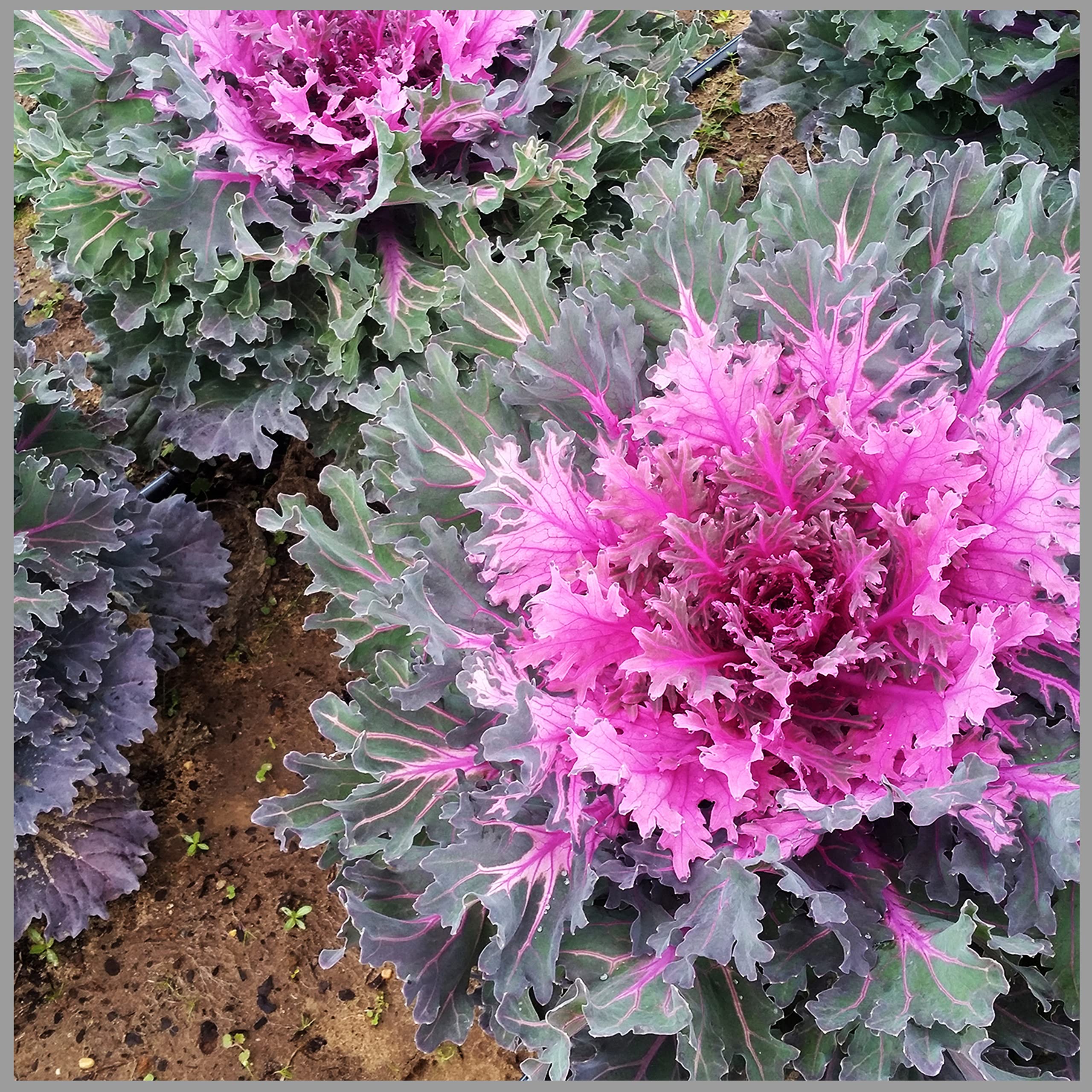 Violet Kale Seeds For Planting - Nutritious Brassica Oleracea Vegetable