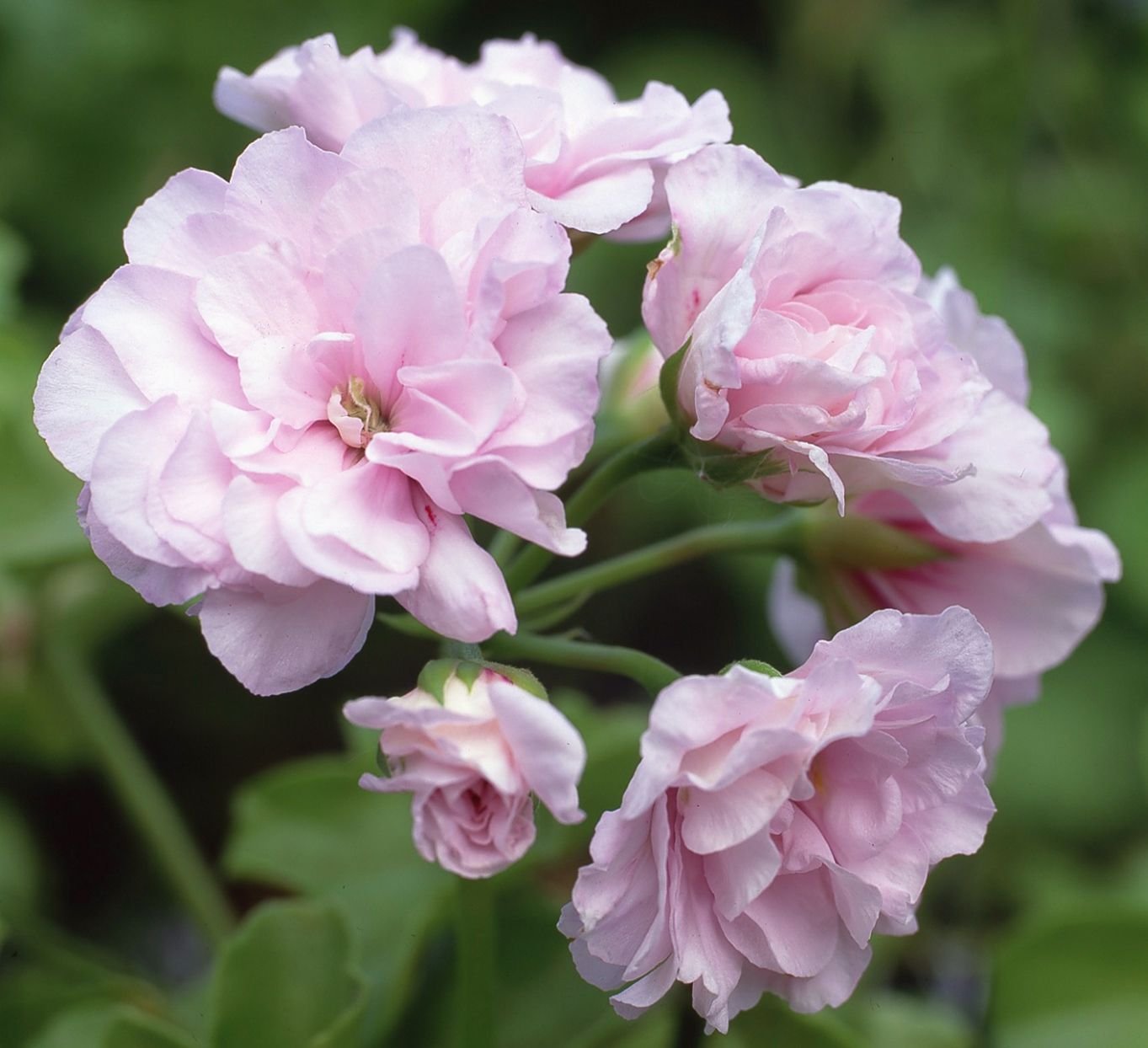 Pale Pink Rose Geranium Seeds For Planting - Pelargonium Peltatum Perennial