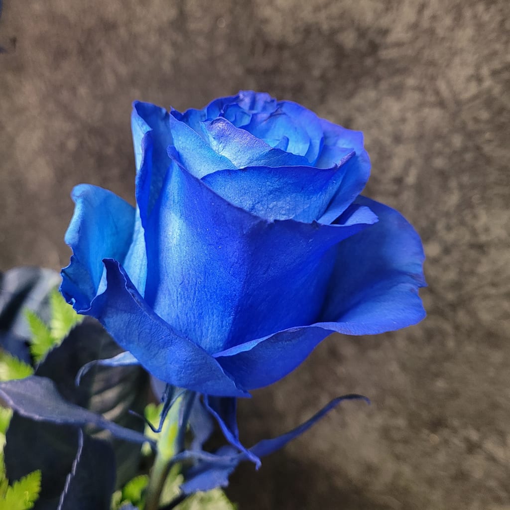 Rare Dark Blue Unique Roses Flower Seeds For Stunning Floral Displays