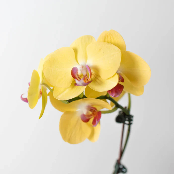 Butterfly Orchid Yellow Seeds For Planting Flower