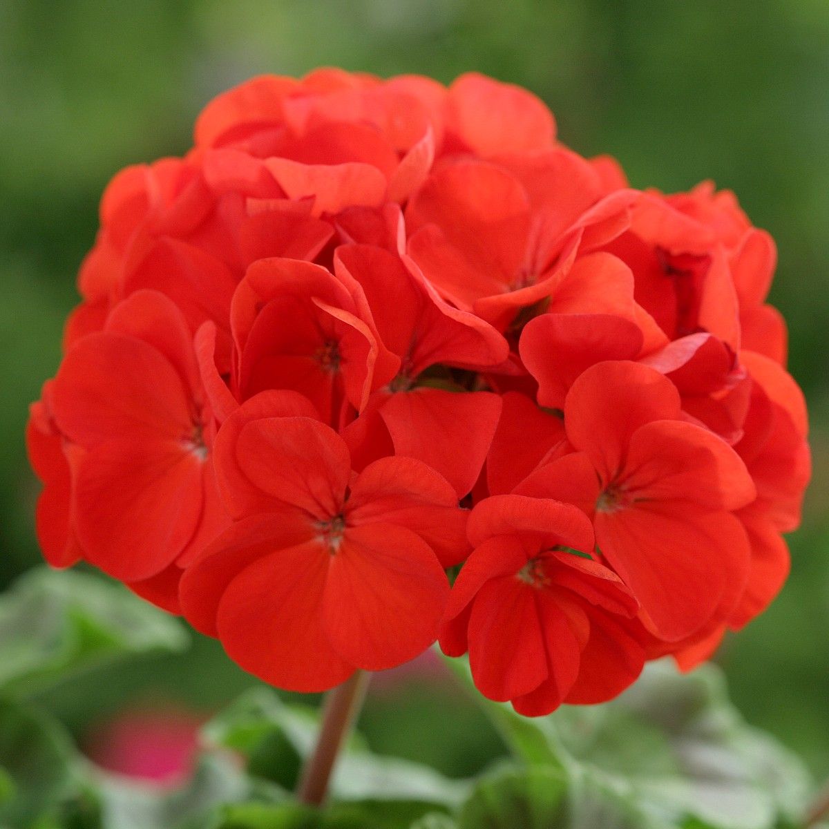 Red Edge Geranium Flower Seeds For Planting - Bold And Beautiful Blooms